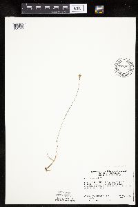Carex siccata image