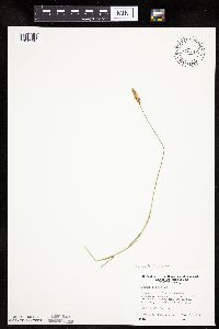 Carex siccata image