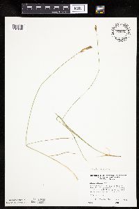 Carex siccata image