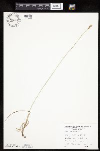 Carex siccata image
