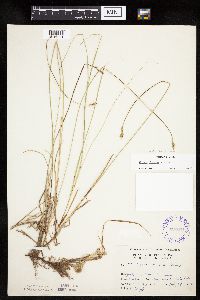 Carex siccata image