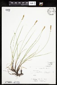 Carex siccata image