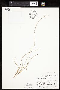 Carex siccata image