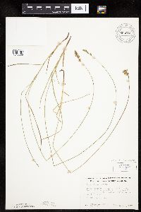 Carex siccata image
