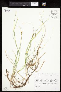 Carex siccata image