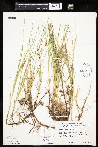 Carex siccata image