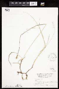 Carex siccata image