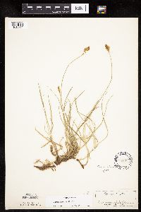 Carex siccata image
