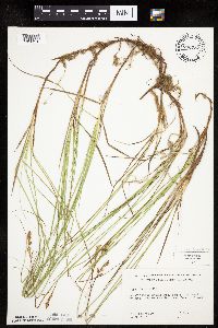 Carex siccata image