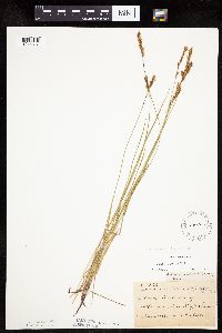 Carex siccata image