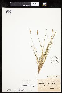 Carex siccata image