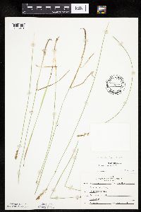 Carex siccata image