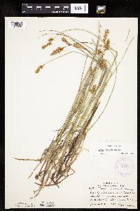 Carex siccata image