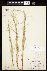 Carex siccata image