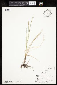 Carex siccata image