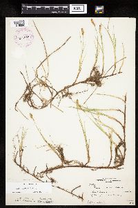 thumbnail image of current specimen