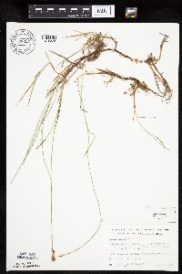 Carex siccata image