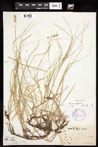 Carex siccata image