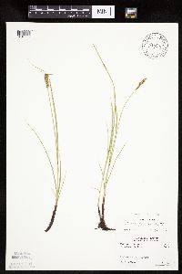 thumbnail image of current specimen