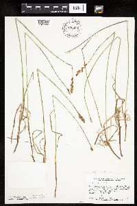 Carex siccata image