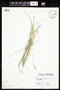 Carex siccata image