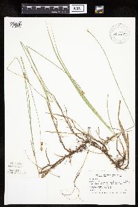 Carex siccata image