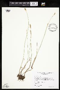 Carex siccata image