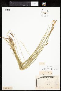Carex siccata image