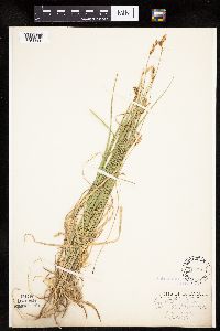 Carex siccata image