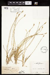 Carex siccata image