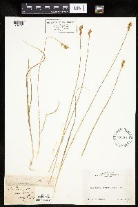Carex siccata image