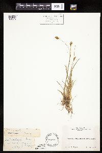 Carex siccata image