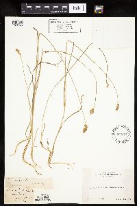 Carex siccata image