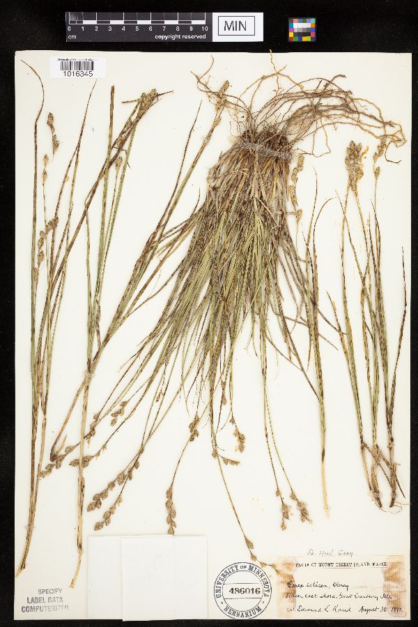 Carex silicea image