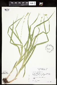 Carex sparganioides image