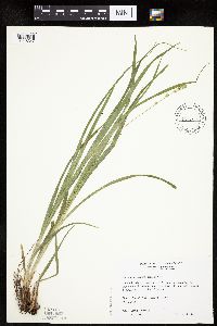 Carex sparganioides image