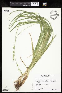 Carex sparganioides image