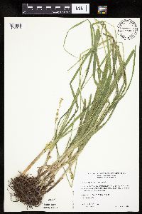 Carex sparganioides image