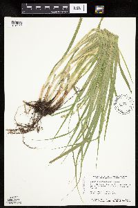 Carex sparganioides image