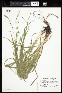 Carex sparganioides image