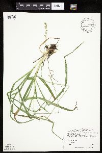 Carex sparganioides image