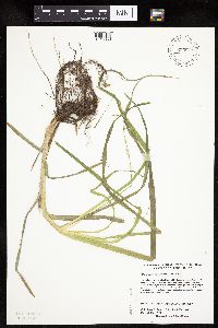 Carex sparganioides image