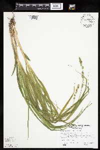 Carex sparganioides image