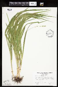 Carex sparganioides image