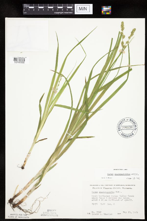 Carex sparganioides image