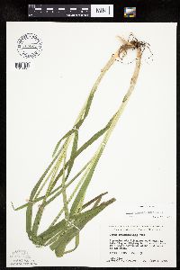 Carex sparganioides image