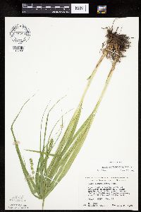 Carex sparganioides image