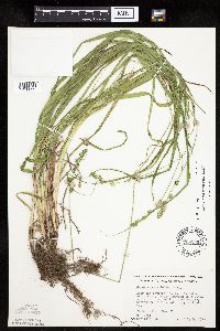 Carex sparganioides image