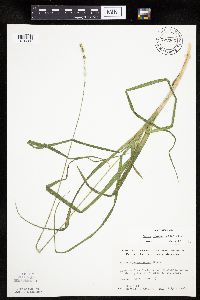 Carex sparganioides image