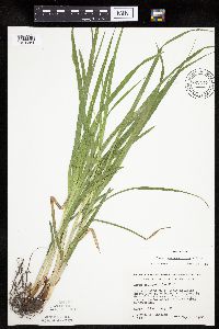 Carex sparganioides image